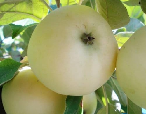 تصویر 1 از خرید و قیمت سیب درختی سفید + فروش عمده
