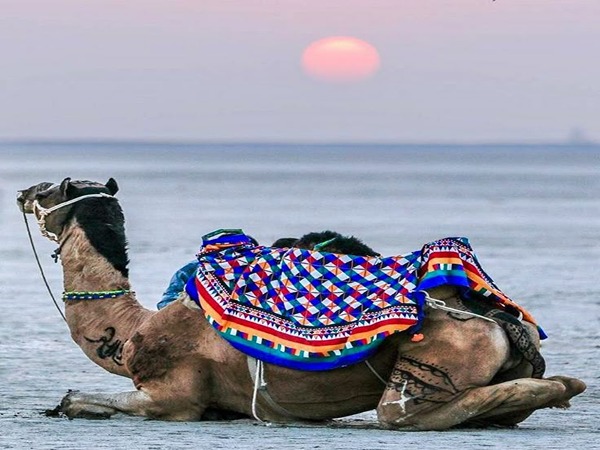 تصویر 3 از خرید تور گردشگری کویر + قیمت فروش استثنایی