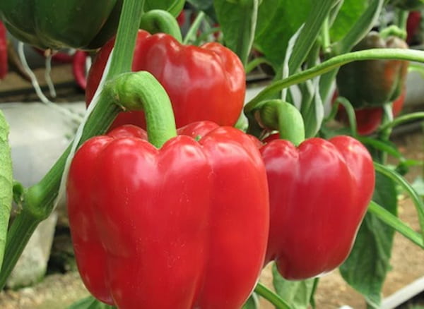 تصویر 4 از قیمت فلفل دلمه ای گلخانه ای + خرید باور نکردنی