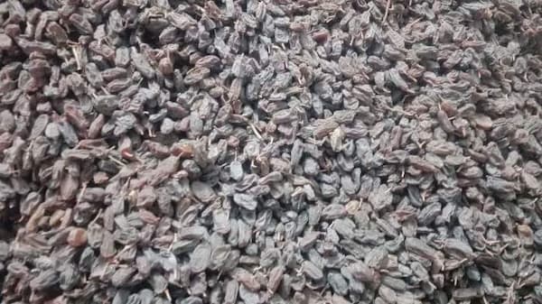 تصویر 1 از قیمت کشمش آفتابی تاکستان با کیفیت ارزان + خرید عمده
