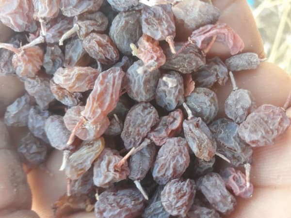 تصویر 2 از قیمت کشمش آفتابی اصفهان با کیفیت ارزان + خرید عمده