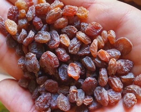 تصویر 1 از قیمت کشمش آفتابی اصفهان با کیفیت ارزان + خرید عمده