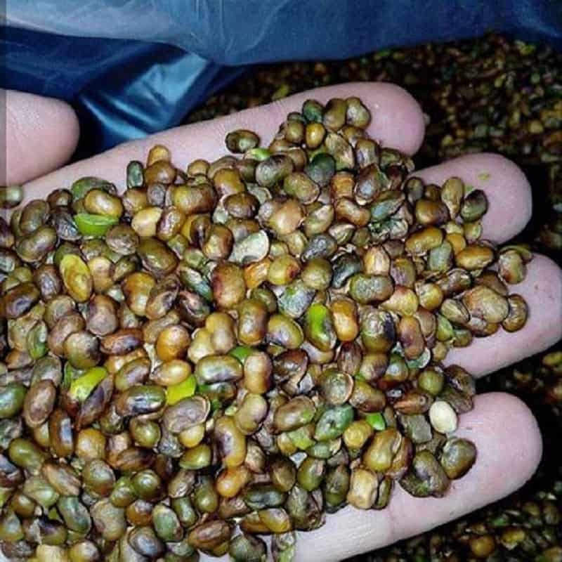 تصویر 5 از خرید و قیمت مغز پسته کوهی + فروش عمده