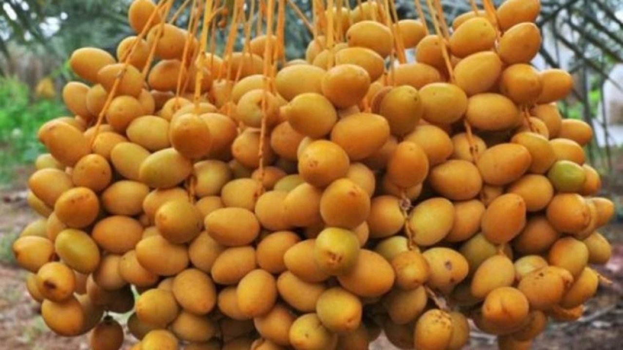 فروش خرما رطب