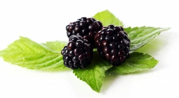 تصویر 4 از خرید بلک بری فریز درایر + قیمت فروش استثنایی