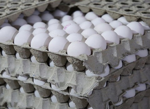 تصویر 5 از خرید تخم مرغ محلی گلپایگان + قیمت فروش استثنایی