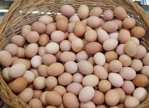 تصویر 5 از قیمت خرید تخم مرغ محلی فله با فروش ویژه