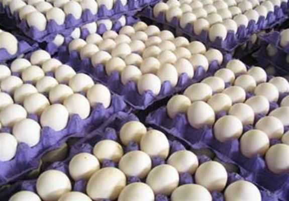 تصویر 4 از قیمت خرید تخم مرغ محلی سنندج با فروش عمده