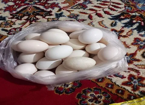 تصویر 4 از قیمت خرید تخم مرغ محلی عمده با فروش ویژه