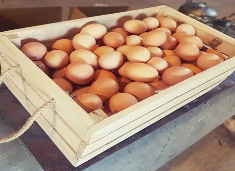 تصویر 5 از قیمت خرید تخم مرغ محلی عمده با فروش ویژه