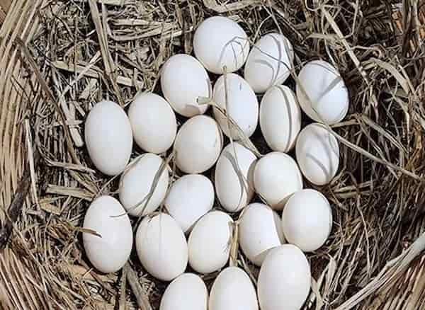 تصویر 3 از خرید و فروش تخم مرغ 15 تایی با شرایط فوق العاده