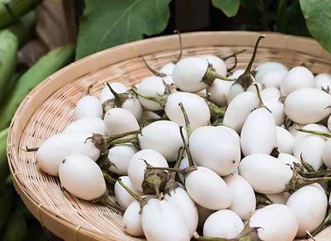 تصویر 5 از خرید و فروش تخم مرغ 15 تایی با شرایط فوق العاده