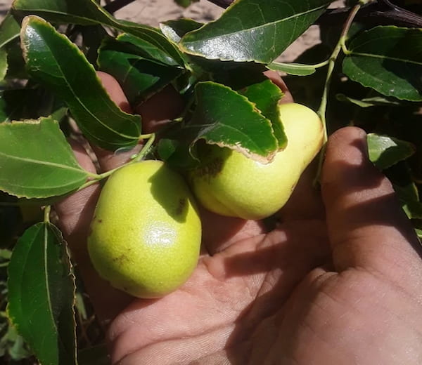 فروش عناب سبز