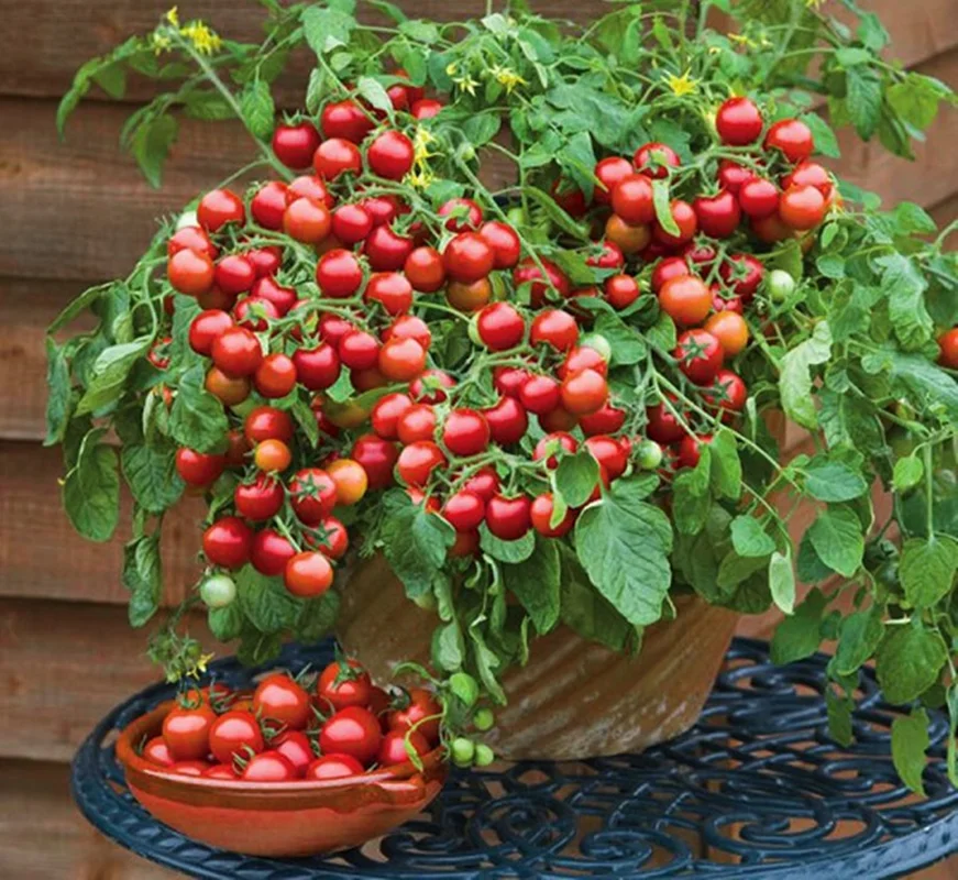 تصویر 1 از قیمت گوجه فرنگی لامپی با کیفیت ارزان + خرید عمده
