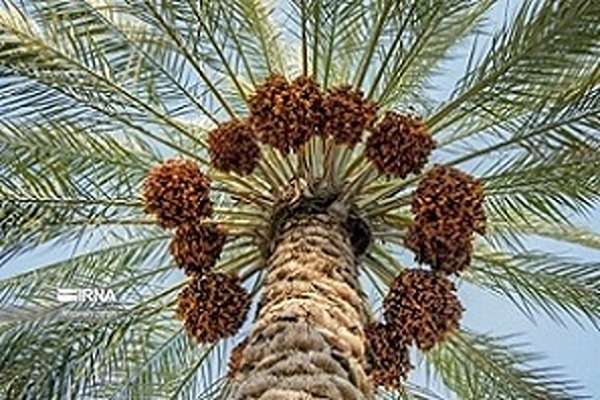تصویر 2 از قیمت خرید خرما خاصویی دمباز عمده به صرفه و ارزان
