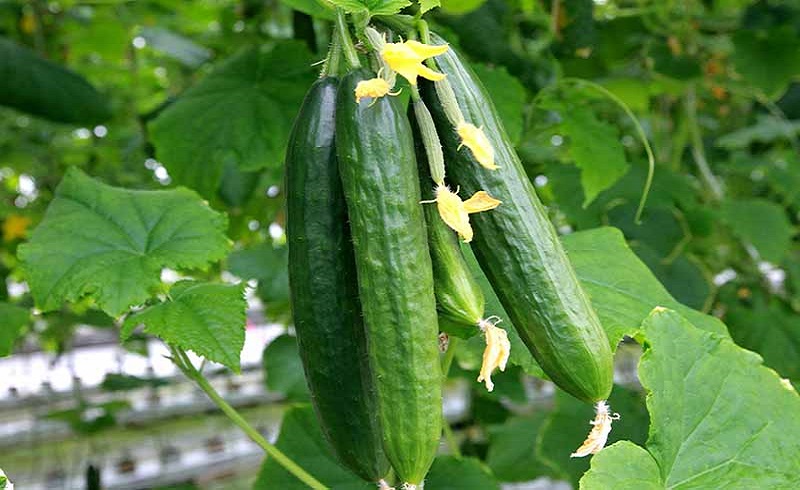 تصویر 5 از خرید خیار سبز گلخانه ای + قیمت فروش استثنایی