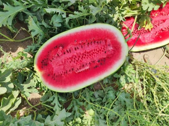 تصویر 3 از قیمت خرید هندوانه سانمیک + فروش ویژه
