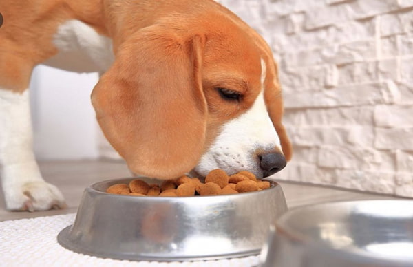 تصویر 3 از راهنمای خرید خوراک جونیور نژاد کوچک + قیمت عالی