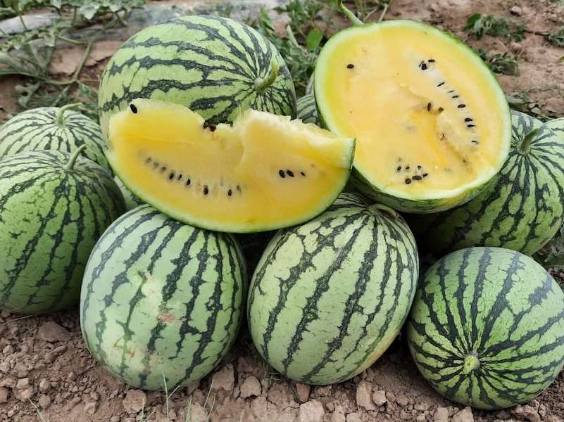 تصویر 5 از قیمت خرید هندوانه زرد آناناسی با فروش عمده