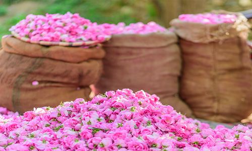 تصویر 1 از خرید غنچه گل محمدی خشک + قیمت فروش استثنایی