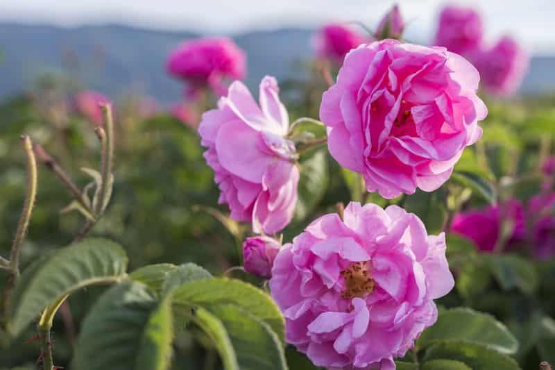تصویر 5 از قیمت گل محمدی جنگلی با فروش عمده
