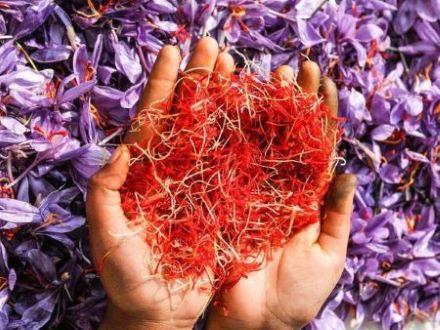 تصویر 4 از قیمت خرید زعفران بسته بندی لوکس با فروش عمده
