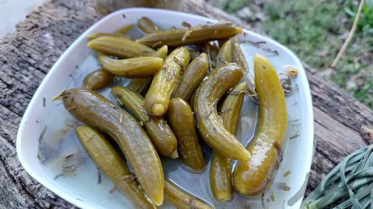 تصویر 3 از قیمت خیارشور دبه بزرگ + خرید باور نکردنی