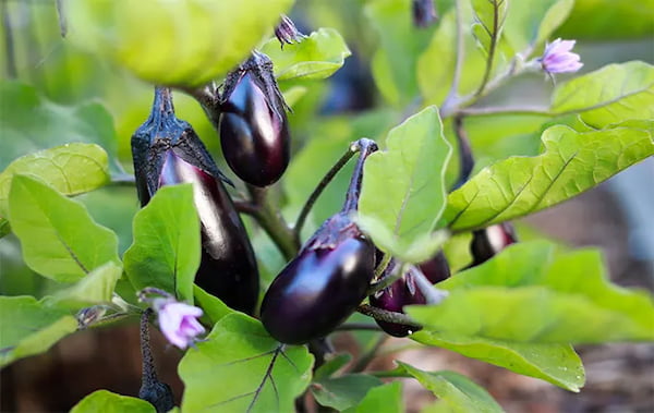 تصویر 5 از خرید بادمجان دلمه ای کبابی + قیمت فروش استثنایی