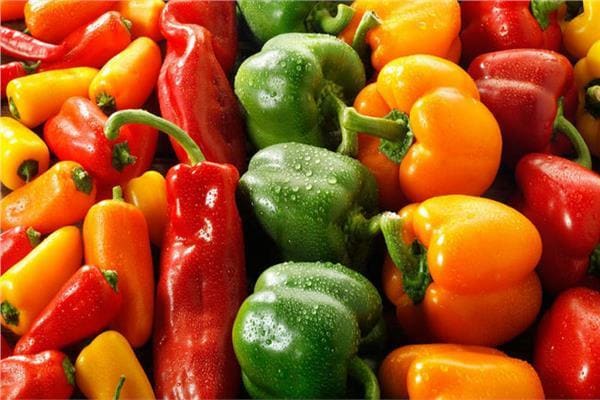 تصویر 5 از خرید و قیمت فلفل دلمه ای تزیینی + فروش عمده