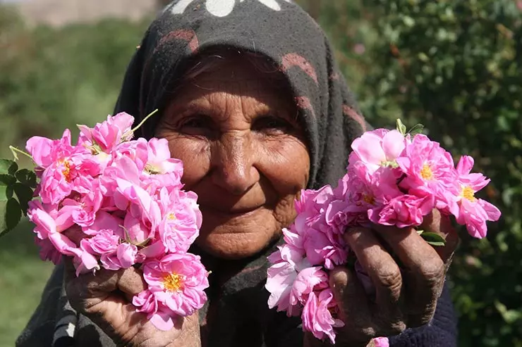 تصویر 5 از قیمت خرید تور گردشگری گلاب گیری کاشان با فروش عمده