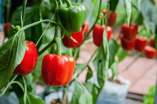 تصویر 5 از قیمت فلفل دلمه شیرین با کیفیت ارزان + خرید عمده