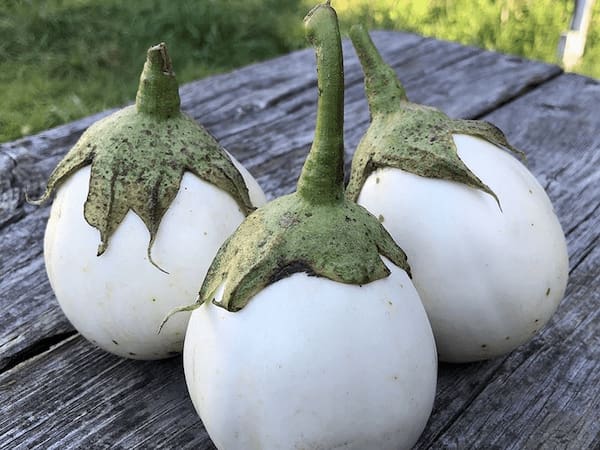 تصویر 4 از قیمت خرید بادمجان سفید دلمه ای با فروش عمده