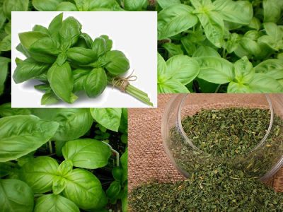 تصویر 4 از فروش سبزی ریحان خشک + قیمت خرید به صرفه