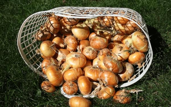 تصویر 4 از قیمت خرید پیاز زرد زرگان با فروش عمده