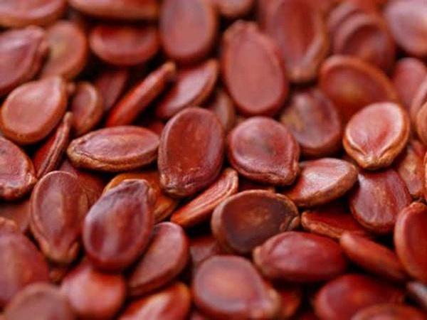 تصویر 2 از قیمت خرید هندوانه دانه قرمز با فروش عمده