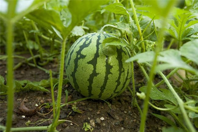 تصویر 1 از خرید هندوانه گلخانه ای در ایران + قیمت فروش استثنایی