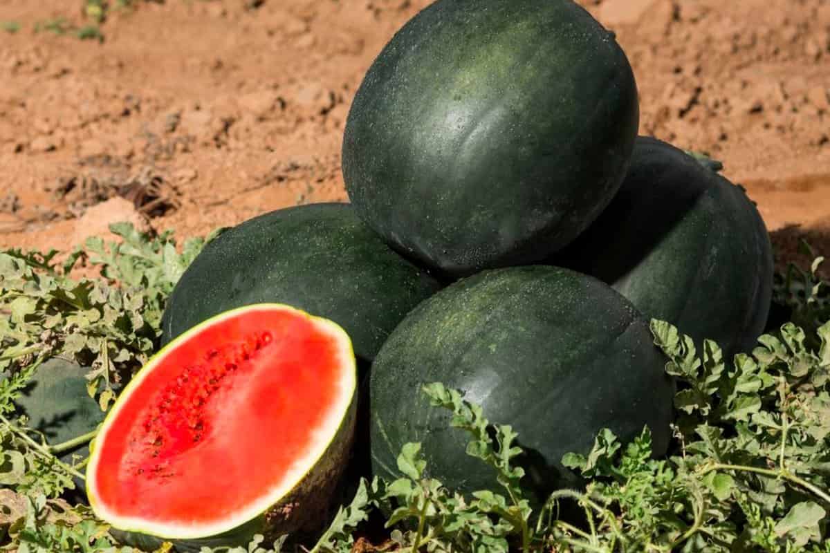 تصویر 3 از خرید و قیمت هندوانه سیاه ژاپنی + فروش عمده