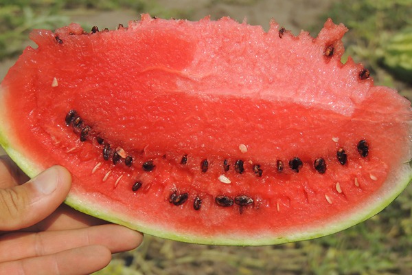تصویر 5 از خرید و قیمت هندوانه بیضی شکل + فروش عمده