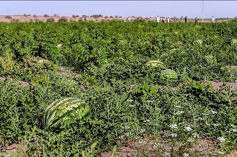 تصویر 4 از قیمت خرید هندوانه محلی گیلان با فروش عمده