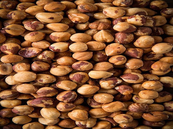 تصویر 1 از خرید مغز فندق شور + قیمت فروش استثنایی