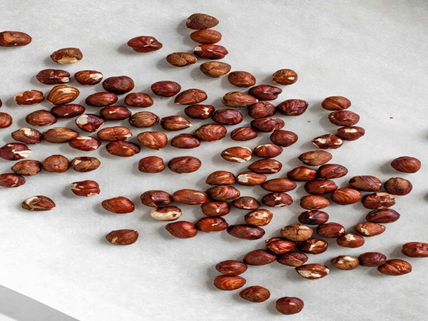 تصویر 4 از قیمت مغز فندق ایرانی + خرید باور نکردنی