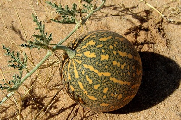 تصویر 1 از خرید هندوانه هولار سفید + قیمت فروش استثنایی