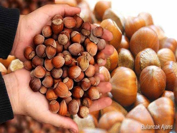 تصویر 3 از فروش مغز فندق خام + قیمت خرید به صرفه