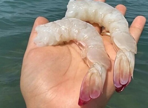 تصویر 3 از خرید و فروش شاه میگو پاک شده با شرایط فوق العاده