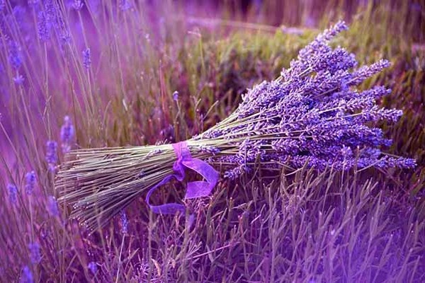 تصویر 3 از قیمت خرید پودر گل اسطوخودوس + فروش ویژه