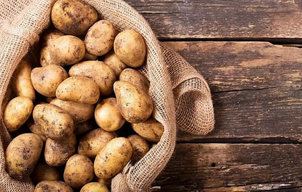 قیمت خرید سیب زمینی مجلسی + فروش ویژه