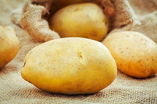 تصویر 5 از قیمت خرید سیب زمینی مجلسی + فروش ویژه