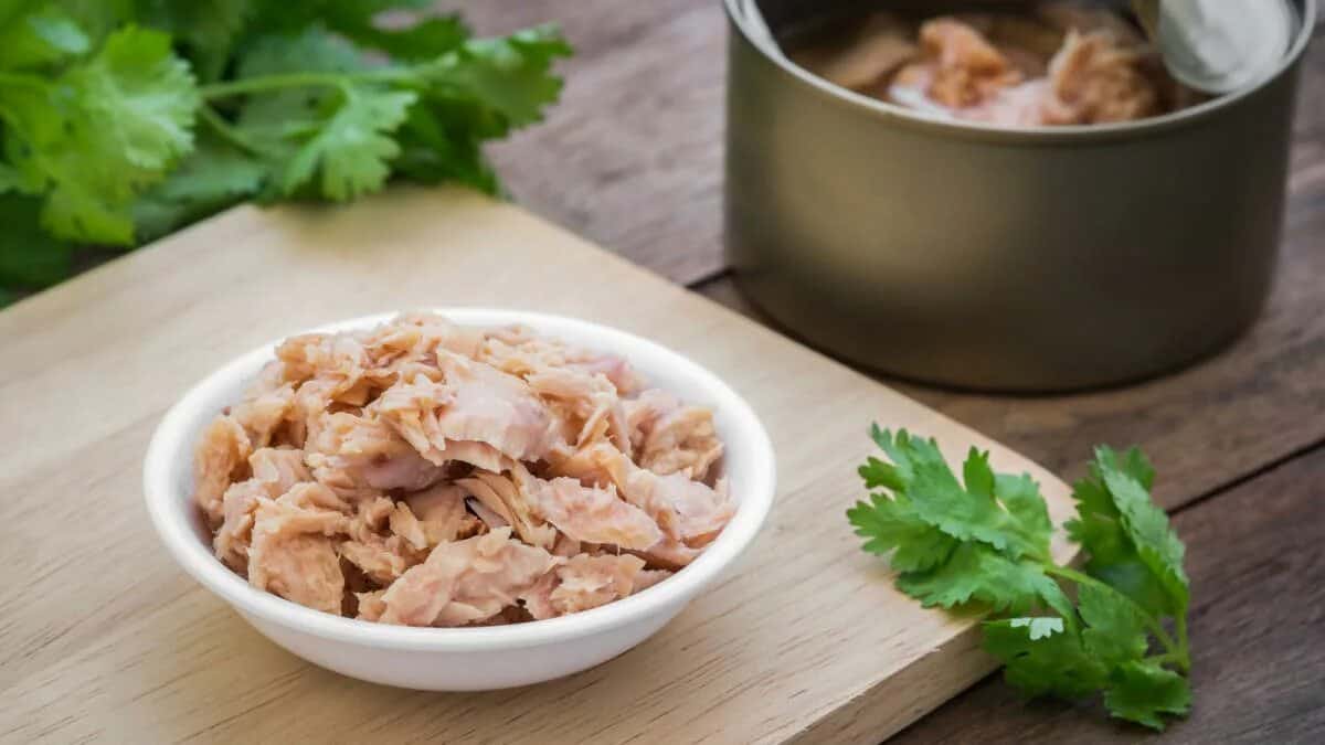 تصویر 3 از خرید تن ماهی صدف چابهار + قیمت فروش استثنایی