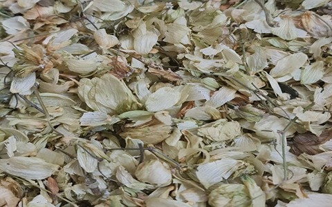 فروش ریشه گل