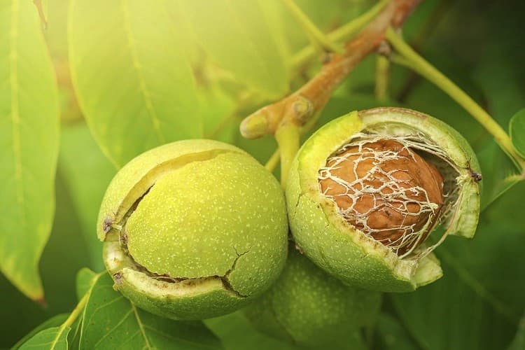 تصویر 4 از فروش گردو کاغذی مراغه + قیمت خرید به صرفه